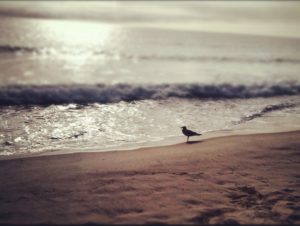 bird_beach