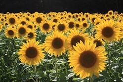 sunflowerfest