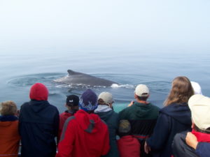 Whale Watching at Teen Summer Camp