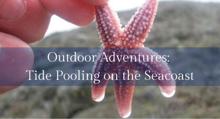 Outdoor Adventures: Tide Pooling on the Seacoast
