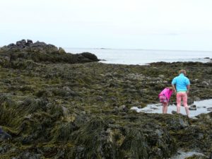 children tide pooling in Maine