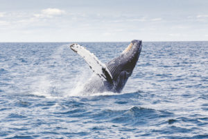 humpack whale