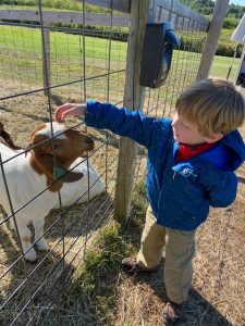 petting goats