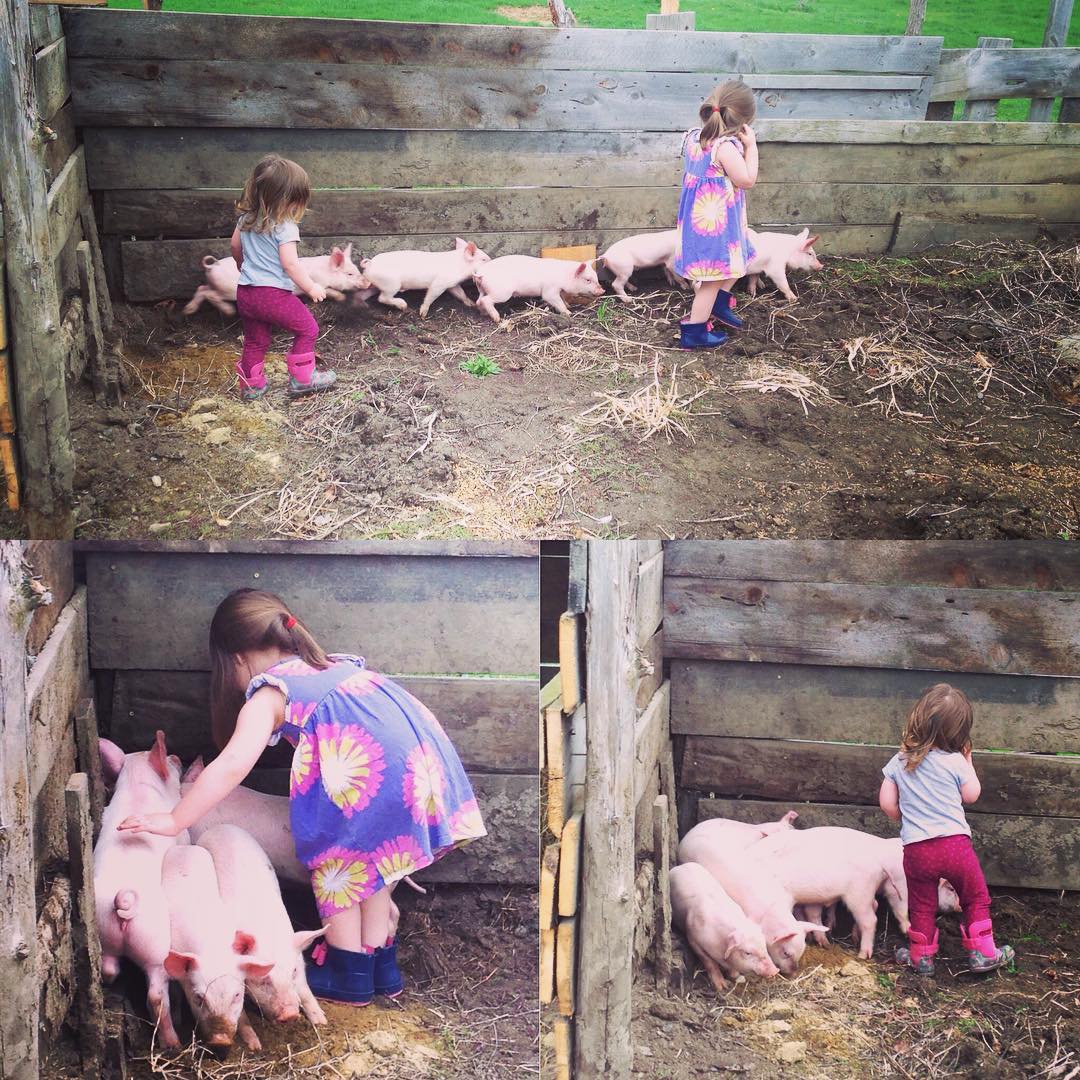pigs are just a few of the animals my kids get to know on the farm