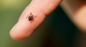 ticks are out on the seacoast - tick on finger