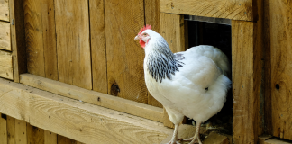 Chicken perched outside a coop -How to get started raising chickens