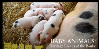 baby animals at strawbery banke
