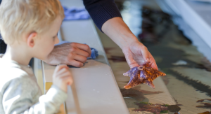 boy looks at sea star at touch tank