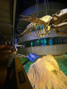 Boy next to whale skeleton at New England Aquarium