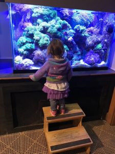 toddler girl stares into aquarium